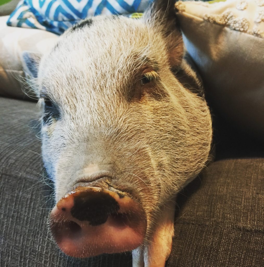 Sammo Hog
